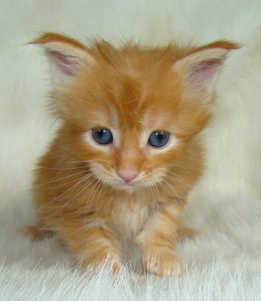     Catsvill County!   !    !       !!!    Catsvill County +7-926-544-74-09     .   ,   ,   ,    ,   ,  ,     ,   -,    ,   !